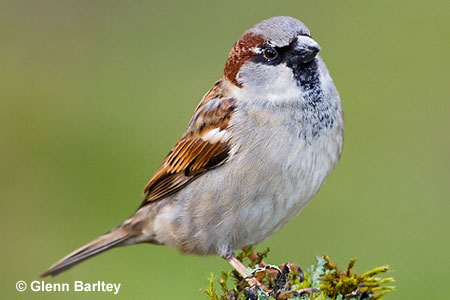 Name:  house-sparrow-m450.jpg
Views: 718
Size:  24.5 KB