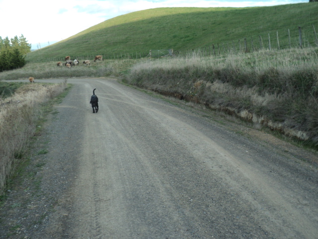 Name:  picture 6012.jpg
Views: 775
Size:  164.6 KB