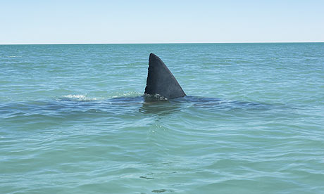 Name:  Great-white-shark-fin-001.jpg
Views: 608
Size:  25.6 KB
