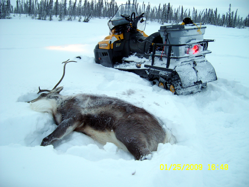 Name:  caribou b.jpg
Views: 349
Size:  701.7 KB