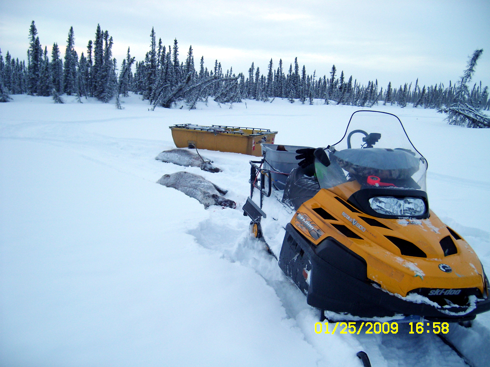 Name:  caribou d.jpg
Views: 332
Size:  719.9 KB