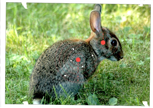Name:  Bunny.jpg
Views: 422
Size:  127.4 KB