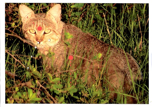 Name:  Cat.jpg
Views: 342
Size:  146.2 KB