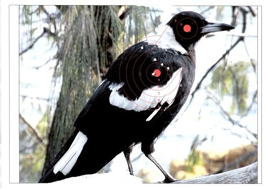 Name:  Magpie.jpg
Views: 434
Size:  93.4 KB