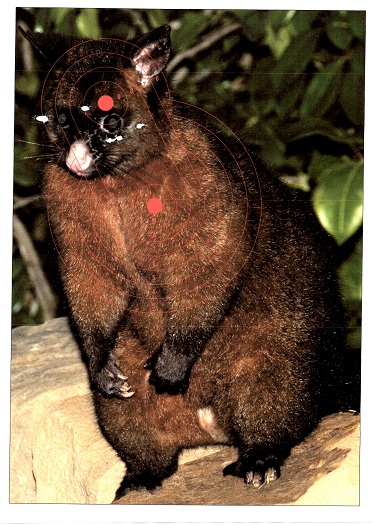 Name:  Possum.jpg
Views: 278
Size:  106.8 KB
