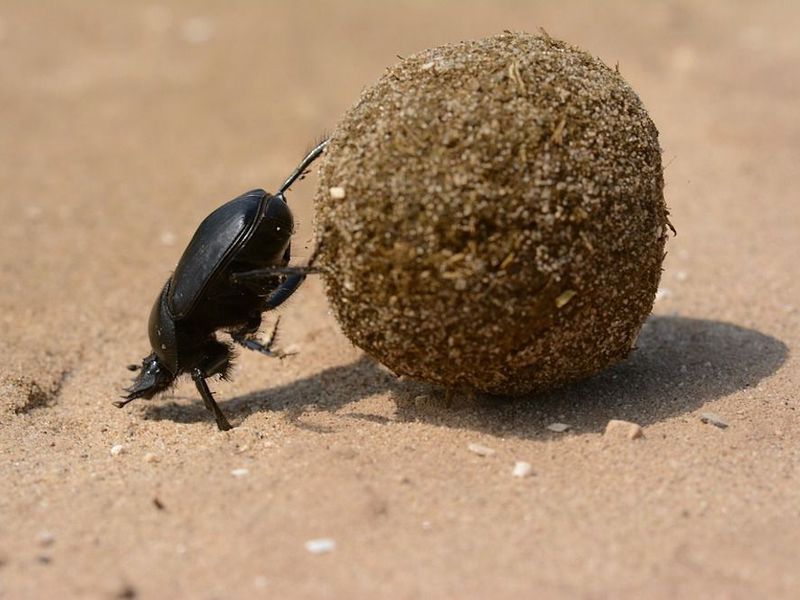 Name:  dung beetle.jpg
Views: 300
Size:  64.6 KB