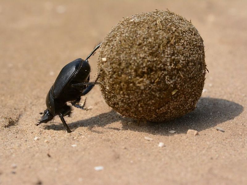 Name:  dung beetle.jpg
Views: 321
Size:  64.6 KB