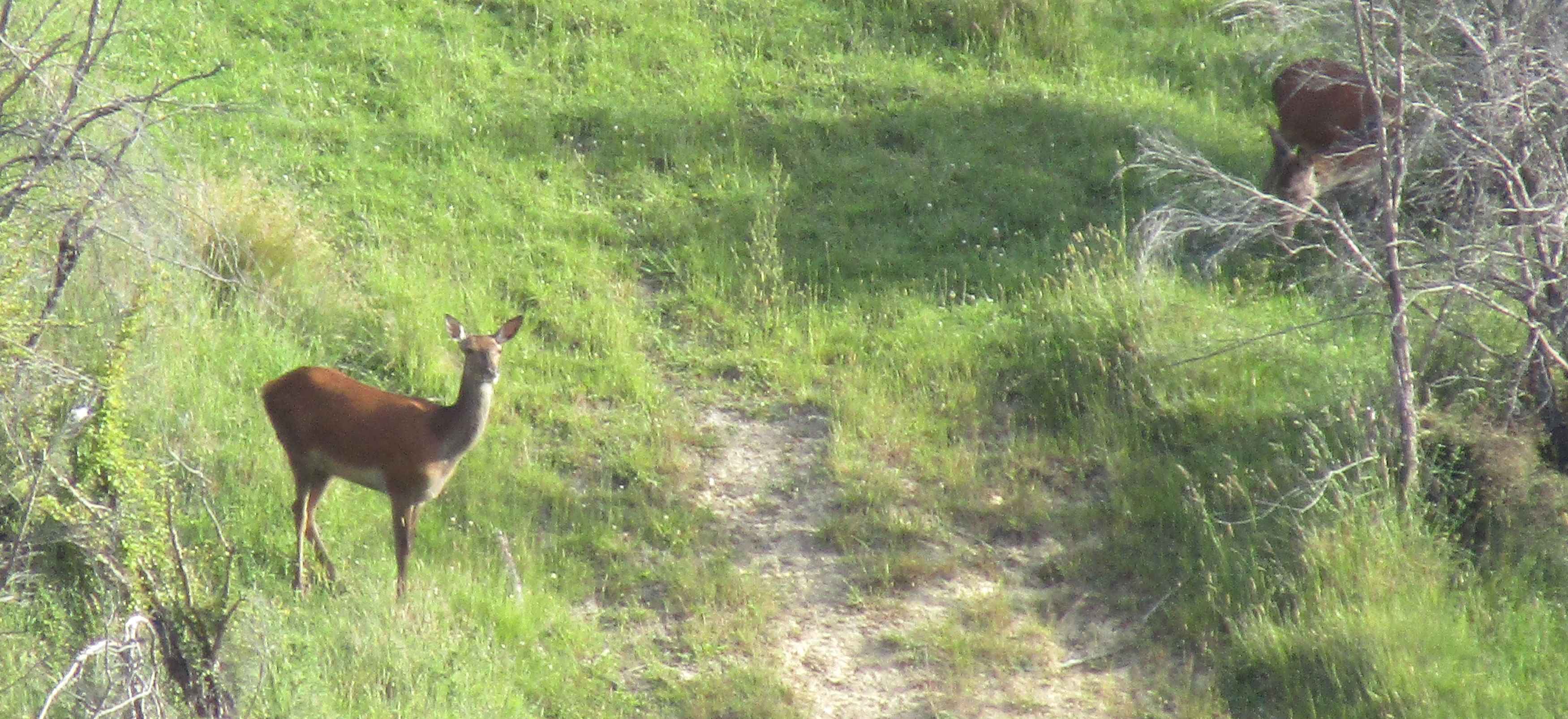 Name:  deer.JPG
Views: 176
Size:  527.3 KB