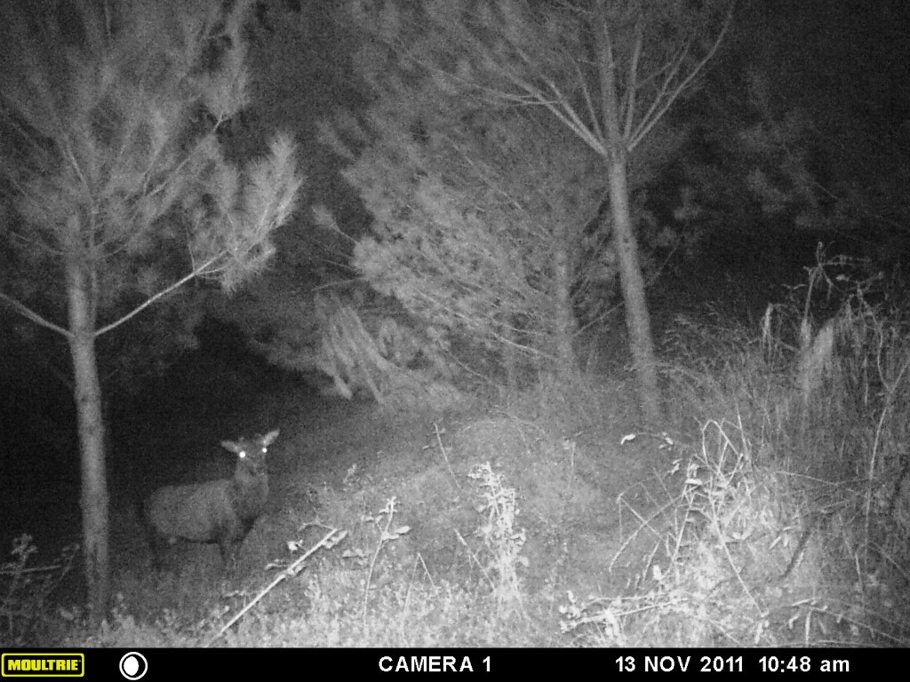 Name:  where are the antlers.JPG
Views: 250
Size:  208.0 KB
