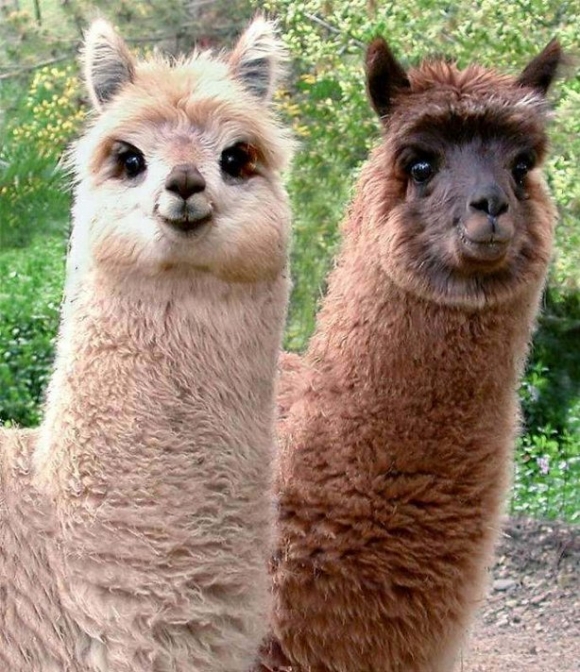 Name:  l-Who-said-llamas-couldnt-be-cute..jpg
Views: 2342
Size:  319.9 KB