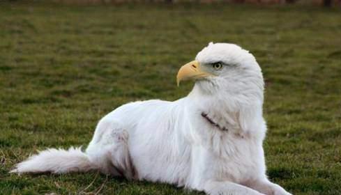 Name:  eagle dog.jpg
Views: 306
Size:  18.0 KB