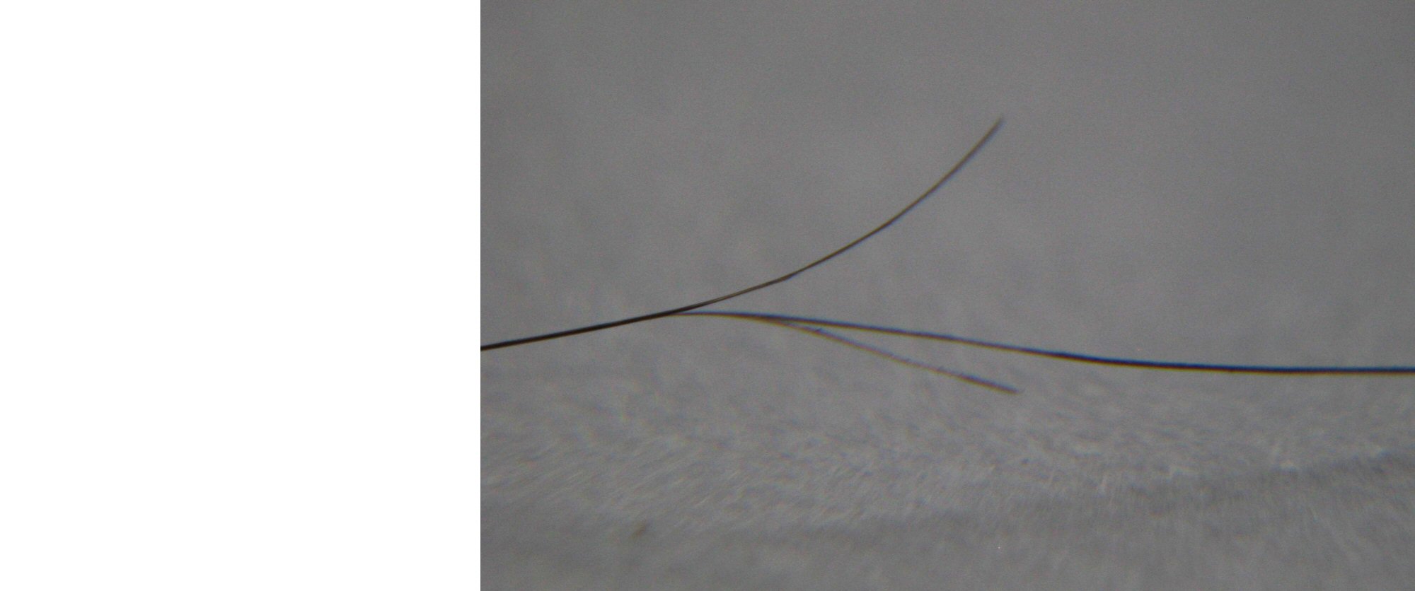 Name:  3.  hair whittling 45um strand.jpg
Views: 199
Size:  129.4 KB
