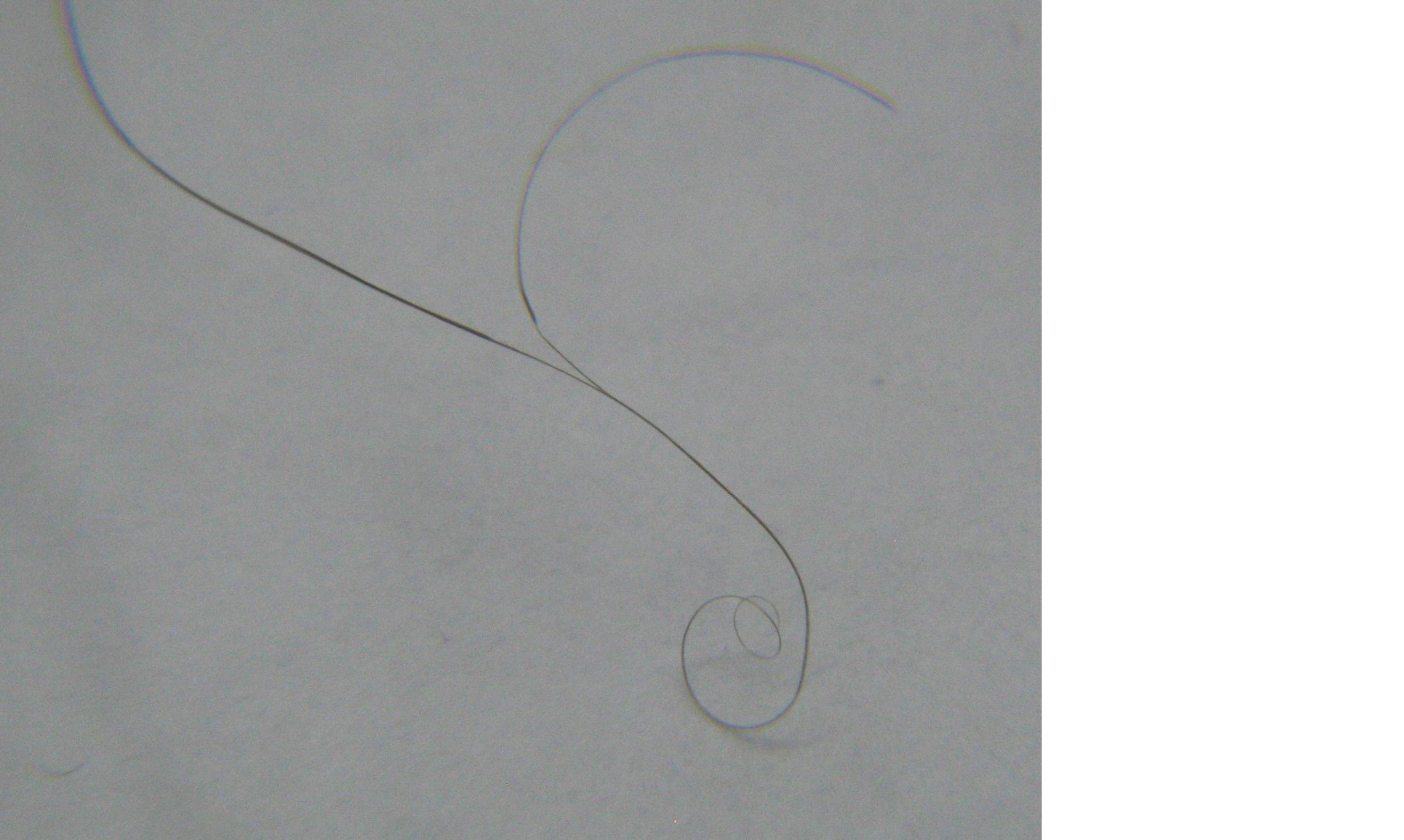 Name:  4.  hair whittling.jpg
Views: 203
Size:  256.0 KB