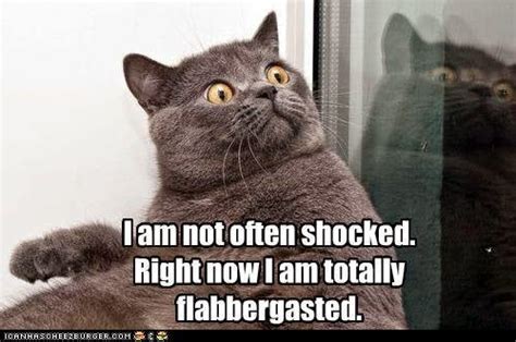 Name:  shocked cat.jpg
Views: 420
Size:  30.7 KB