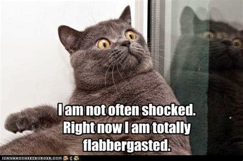 Name:  shocked cat.jpg
Views: 386
Size:  30.7 KB