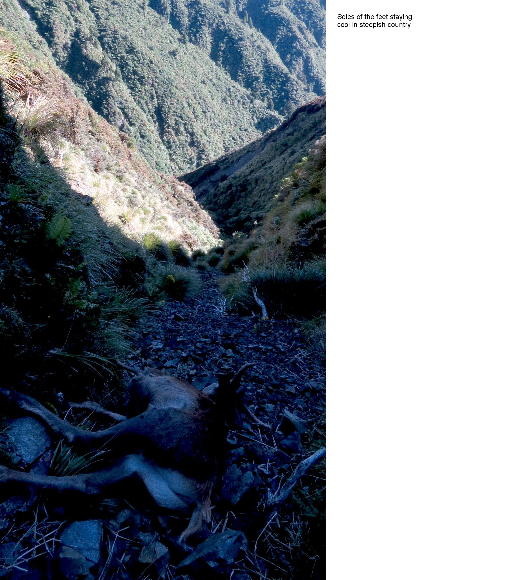 Name:  carcass view down the gully III.jpg
Views: 366
Size:  622.7 KB