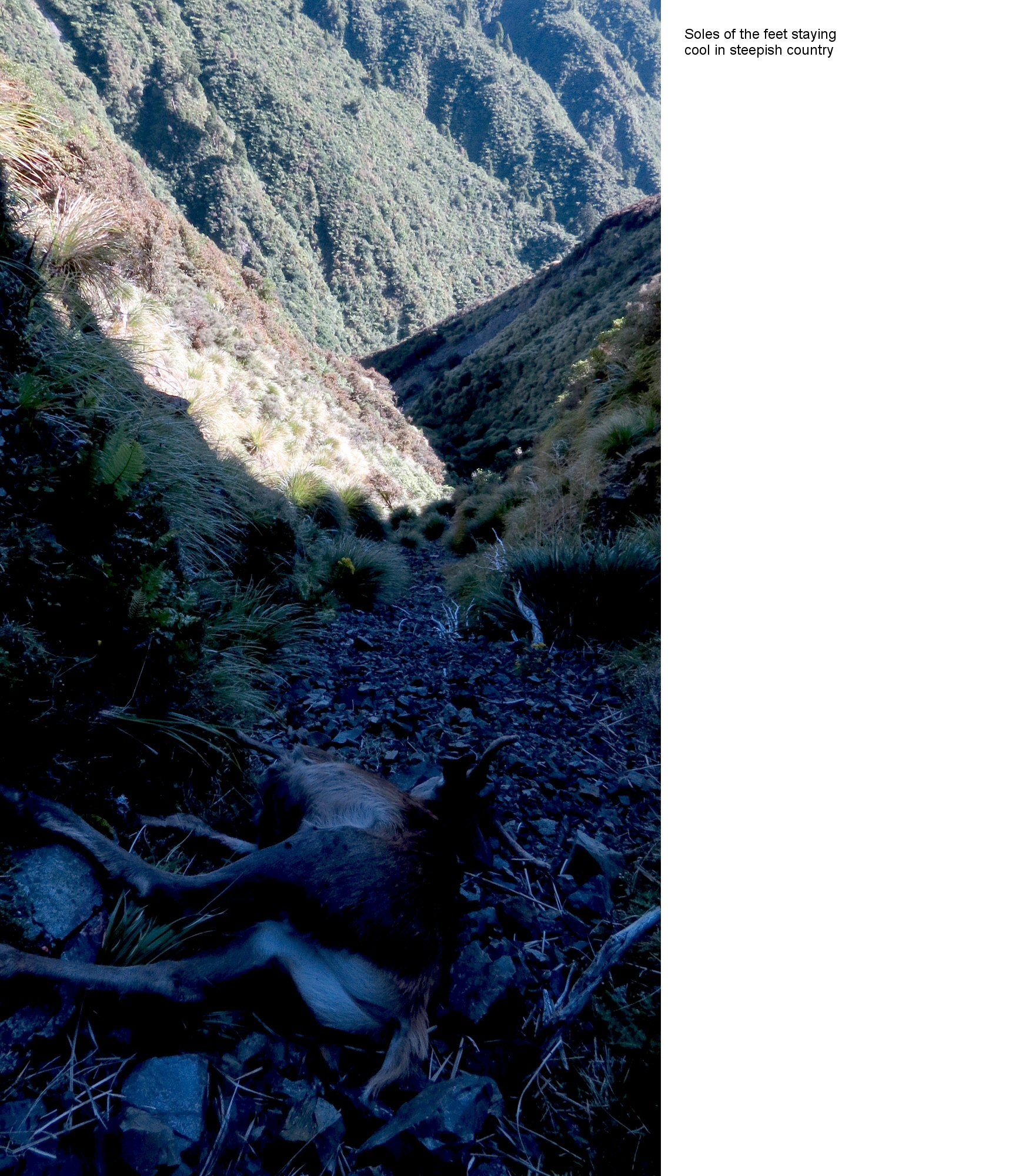 Name:  carcass view down the gully III.jpg
Views: 446
Size:  622.7 KB