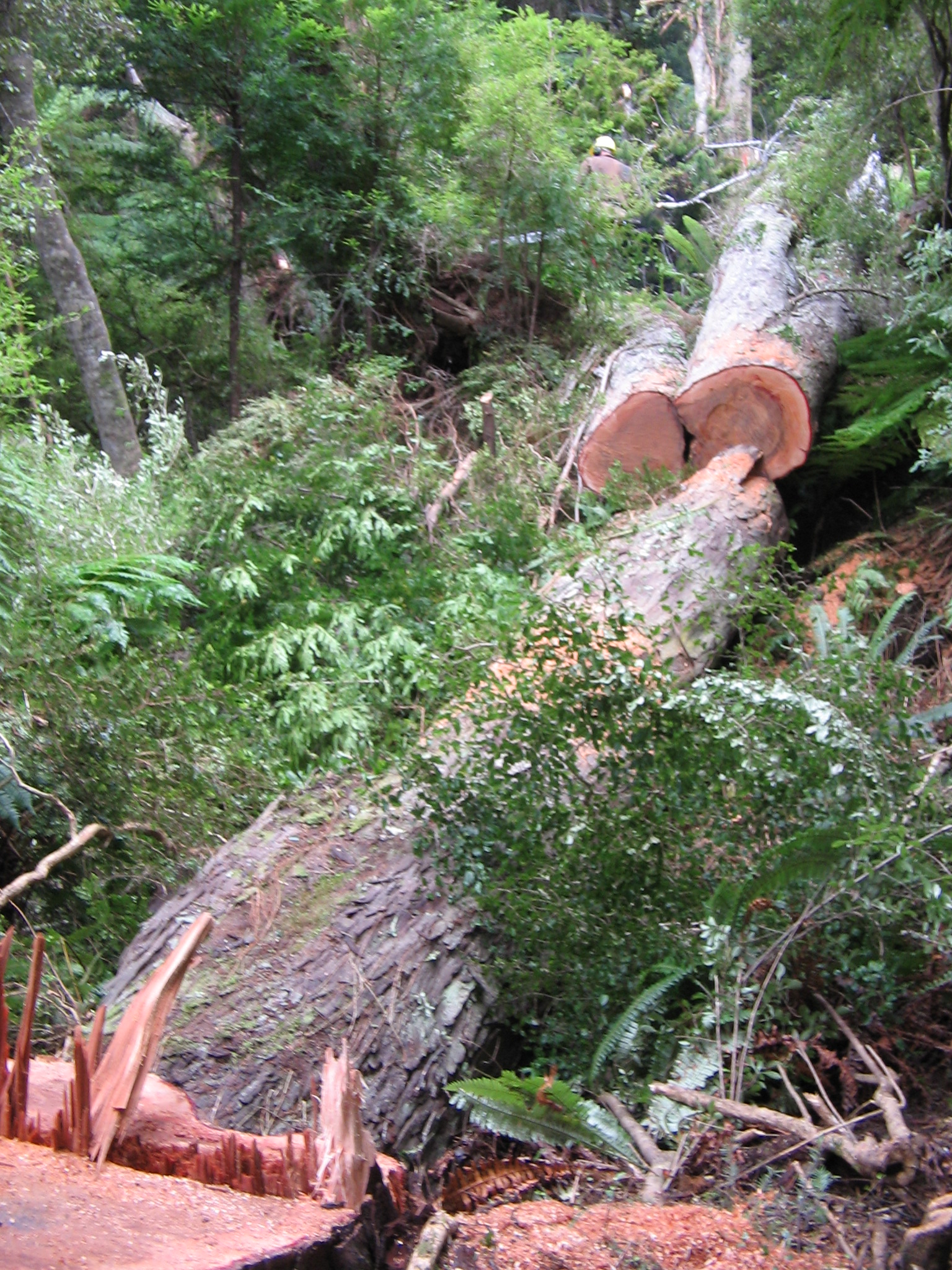 Name:  IMG_1098.JPG
Views: 598
Size:  1.21 MB