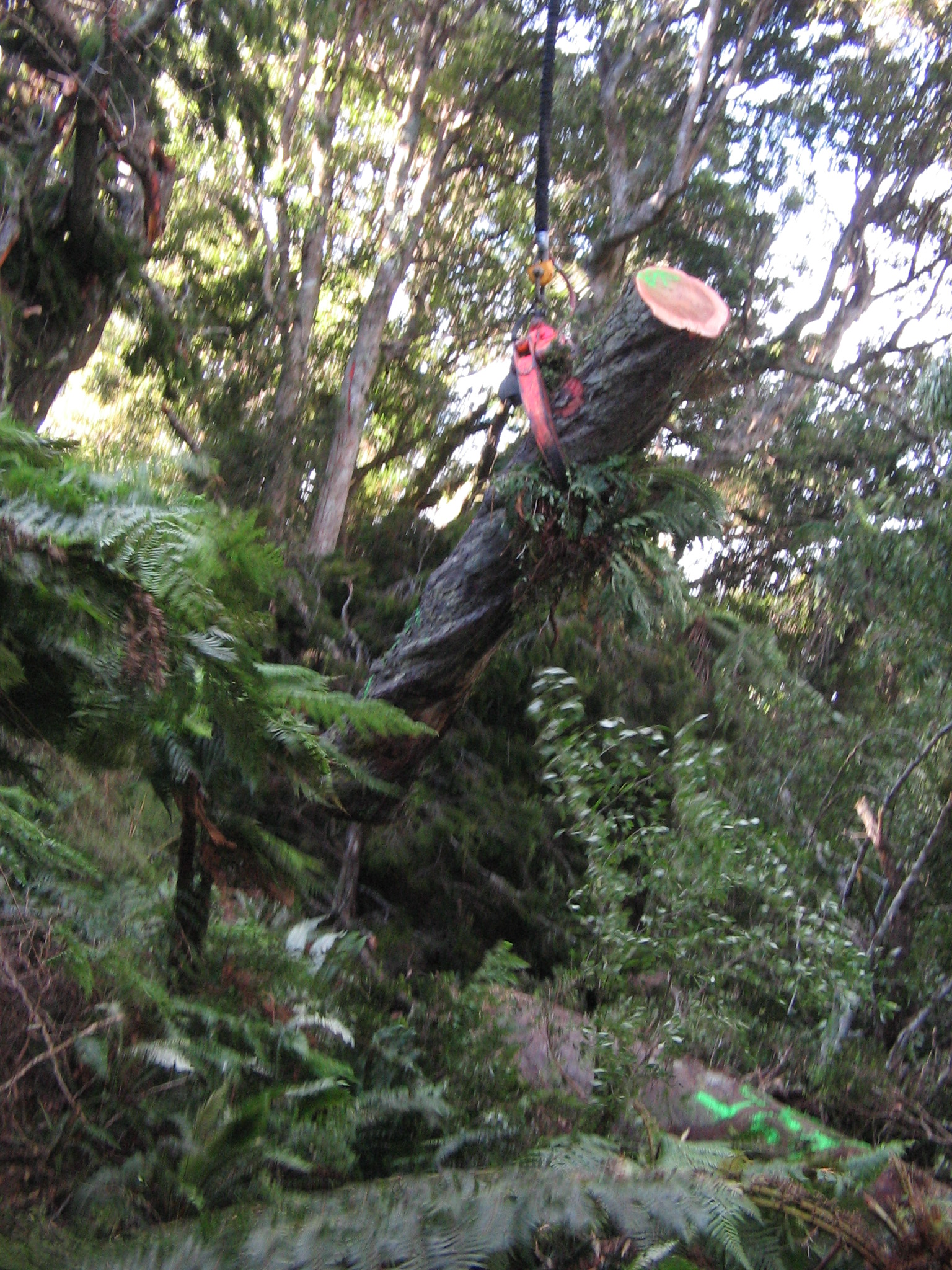 Name:  IMG_1261.JPG
Views: 600
Size:  1.19 MB