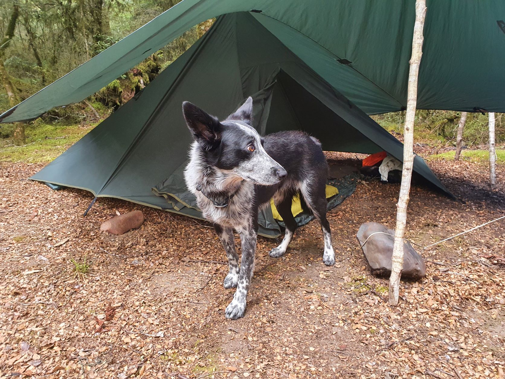 Name:  tent.jpg
Views: 504
Size:  581.6 KB