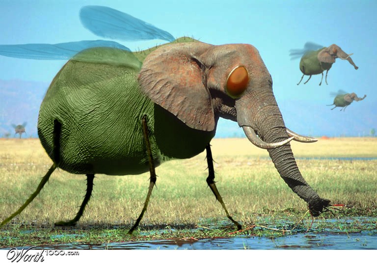 Name:  elephant fly.jpg
Views: 4567
Size:  112.7 KB