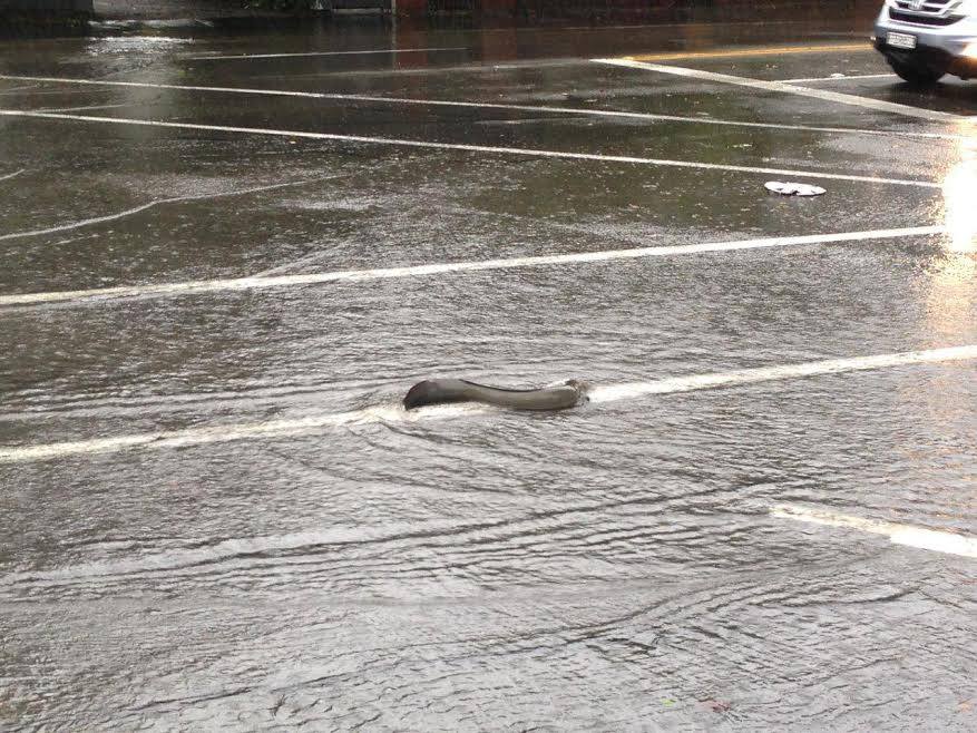 Name:  eel.jpg
Views: 989
Size:  115.5 KB