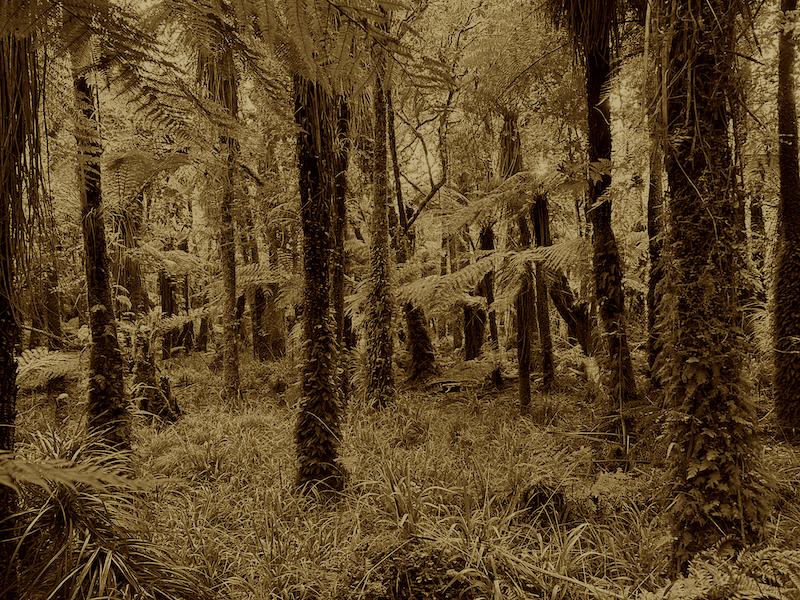 Name:  Kaimai Flat Bush.jpg
Views: 716
Size:  1.09 MB