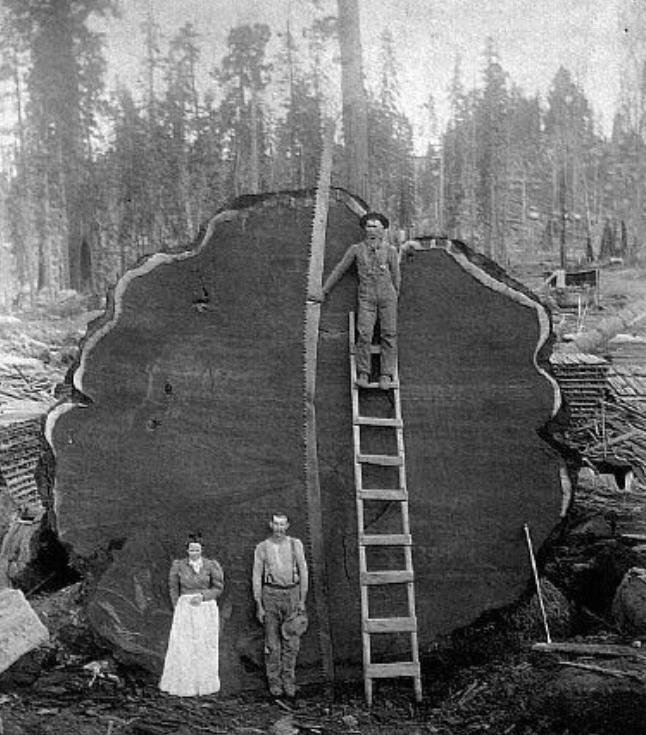 Name:  Rather Large Tree.jpg
Views: 497
Size:  158.2 KB