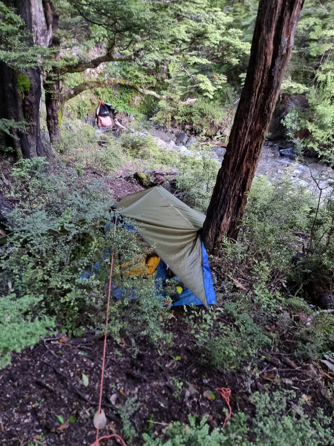 Name:  Siltarp2 bush.jpg
Views: 369
Size:  552.5 KB