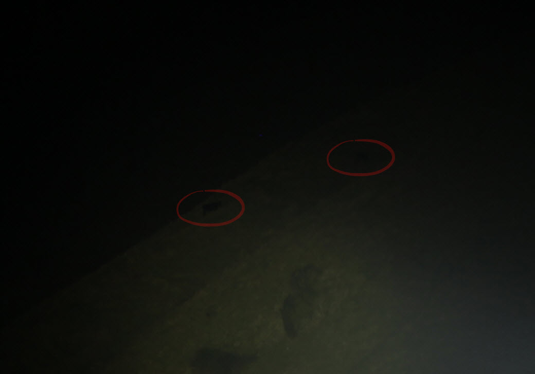 Name:  cows.jpg
Views: 675
Size:  31.6 KB