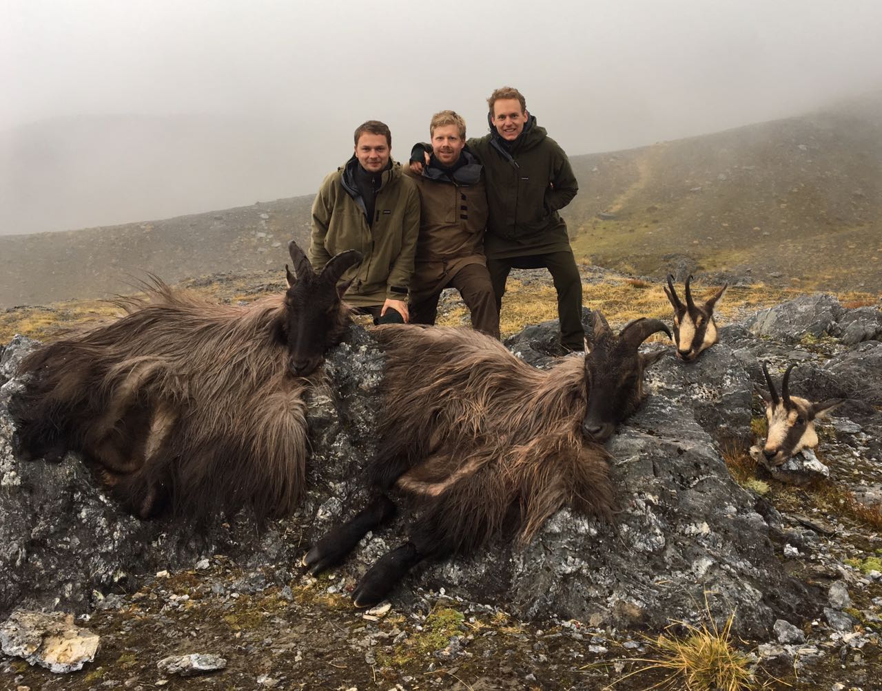 Name:  Southwestland bulls.jpg
Views: 655
Size:  234.2 KB
