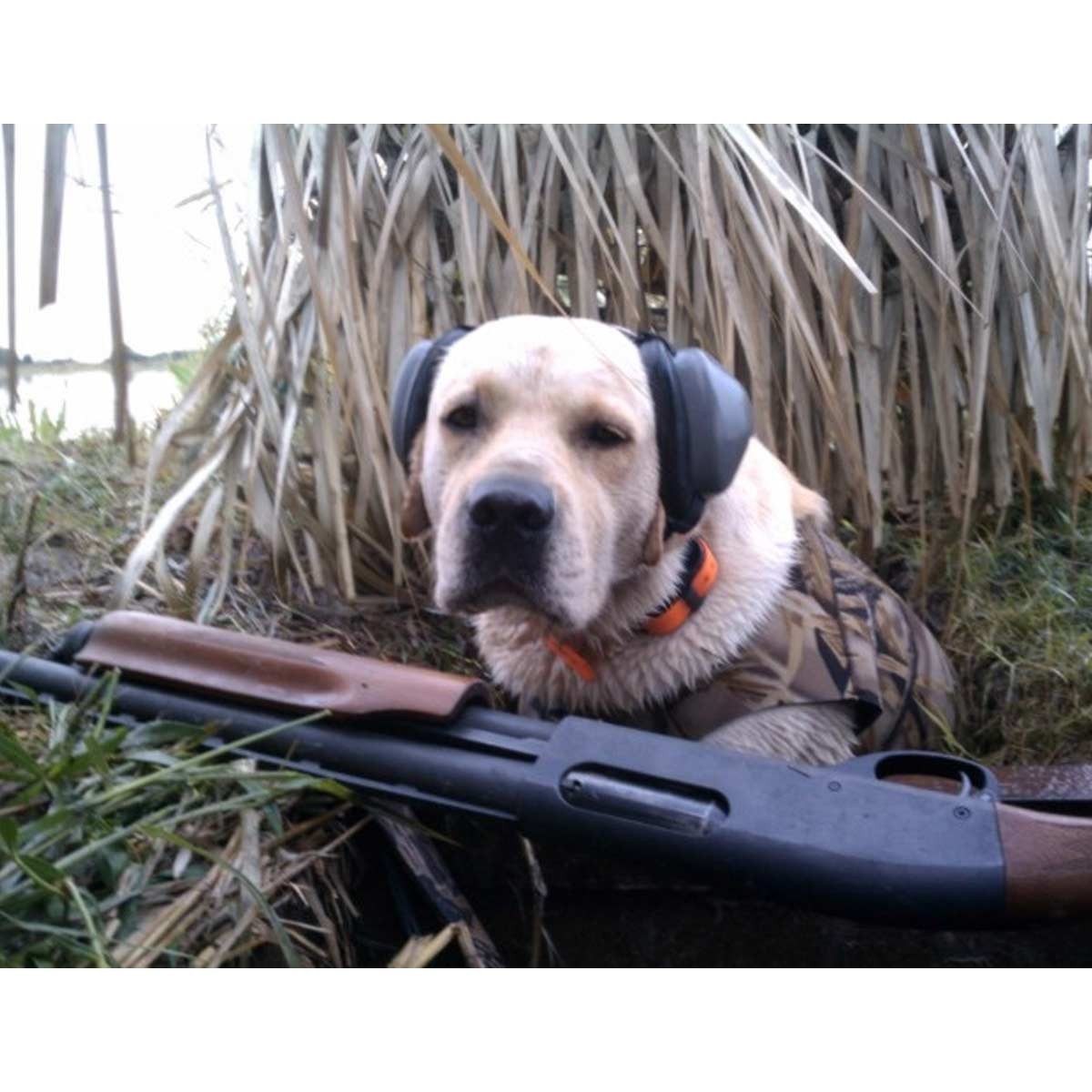 Name:  mutt-muffs-dog-ear-defenders-5591-lr-05.jpg
Views: 911
Size:  173.3 KB