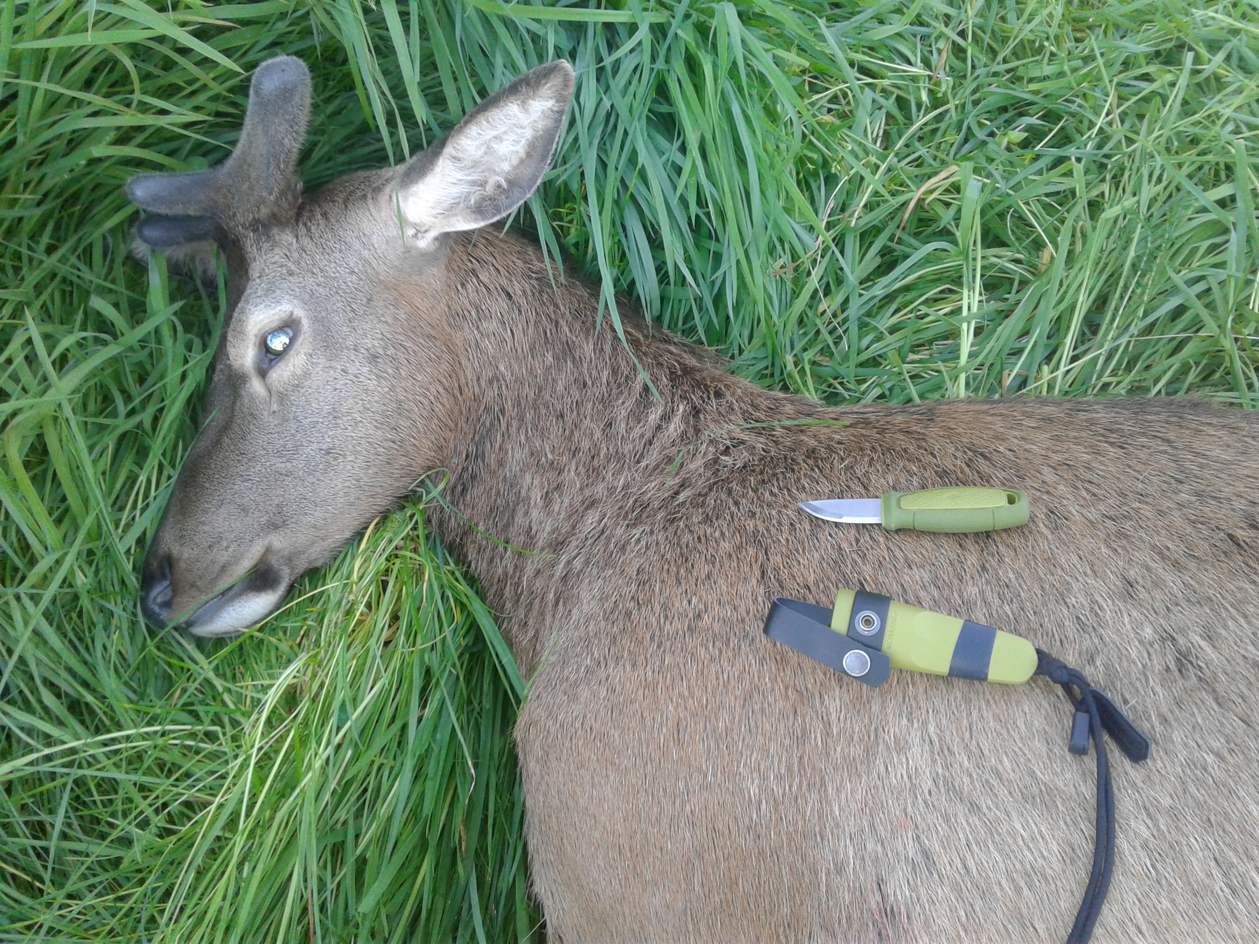 Name:  stag eldris.jpg
Views: 859
Size:  3.05 MB