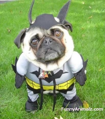 Name:  bat-man-dog.jpg
Views: 222
Size:  105.8 KB