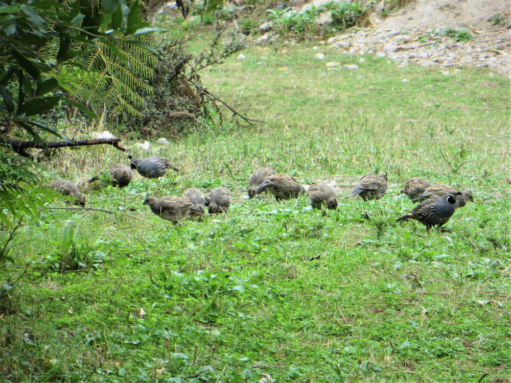 Name:  IMG_5992 (4) 2.JPG
Views: 207
Size:  1.11 MB
