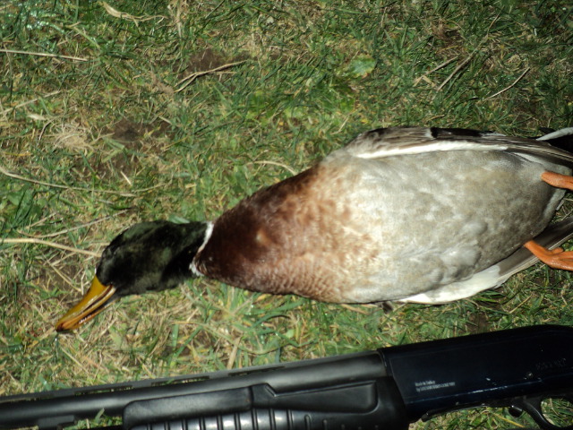 Name:  picture 1880.jpg
Views: 256
Size:  164.3 KB