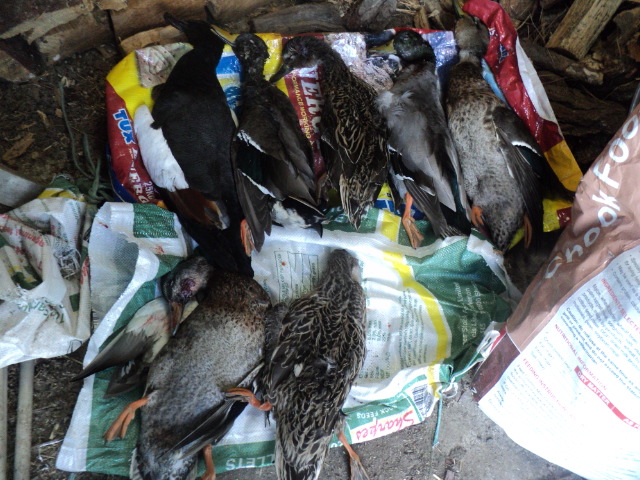 Name:  picture 01 3265.jpg
Views: 243
Size:  163.0 KB
