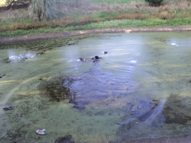 Name:  picture 01 3273.jpg
Views: 238
Size:  163.1 KB