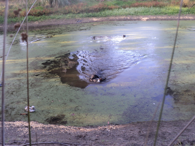 Name:  picture 01 3274.jpg
Views: 218
Size:  164.3 KB