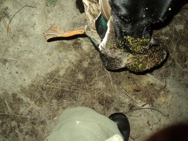 Name:  picture 01 3285.jpg
Views: 218
Size:  164.5 KB
