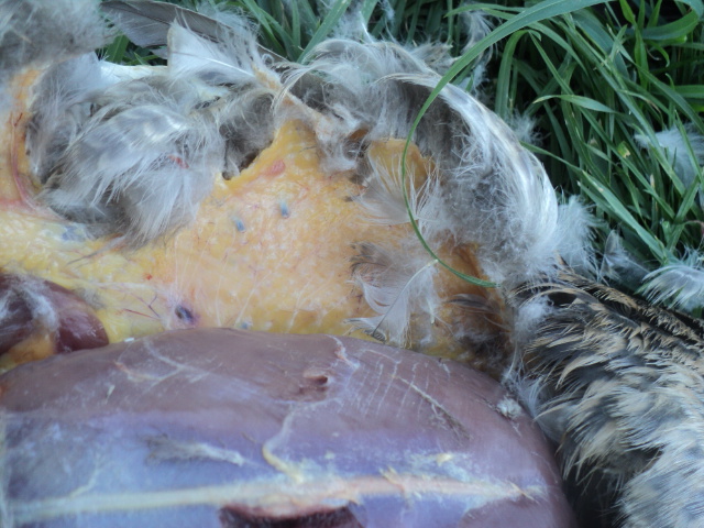 Name:  picture 01 3295.jpg
Views: 266
Size:  162.5 KB