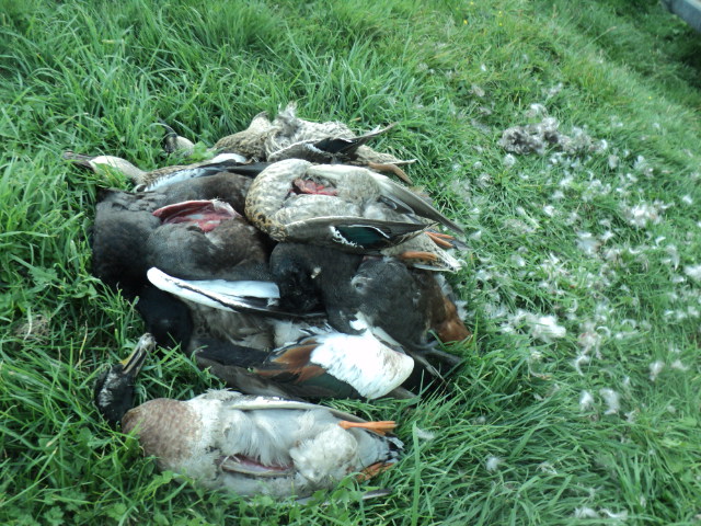 Name:  picture 01 3297.jpg
Views: 241
Size:  163.5 KB