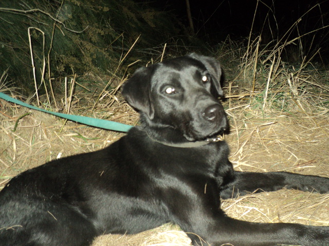 Name:  picture 01 3314.jpg
Views: 211
Size:  163.9 KB
