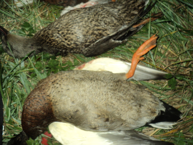 Name:  picture 01 3324.jpg
Views: 266
Size:  164.9 KB