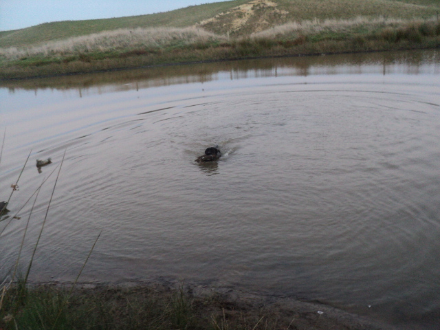 Name:  picture 01 3339.jpg
Views: 319
Size:  165.3 KB