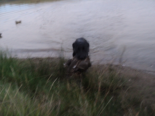 Name:  picture 01 3340.jpg
Views: 335
Size:  162.9 KB
