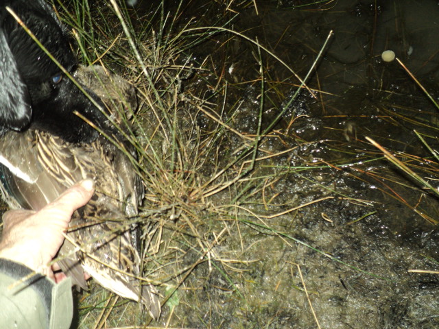 Name:  picture 01 3343.jpg
Views: 311
Size:  164.1 KB