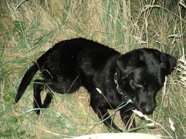 Name:  picture 01 3345.jpg
Views: 323
Size:  164.0 KB