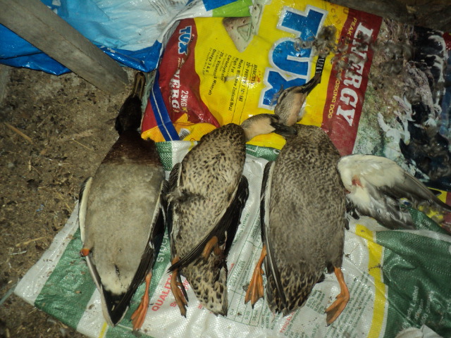 Name:  picture 01 3369.jpg
Views: 257
Size:  163.9 KB