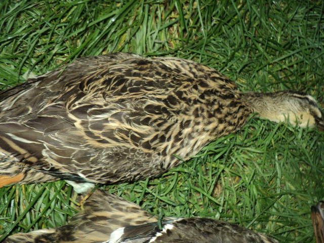 Name:  picture 01 3371.jpg
Views: 254
Size:  165.1 KB